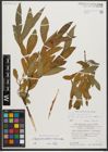 Foto von Salix viminalis L.